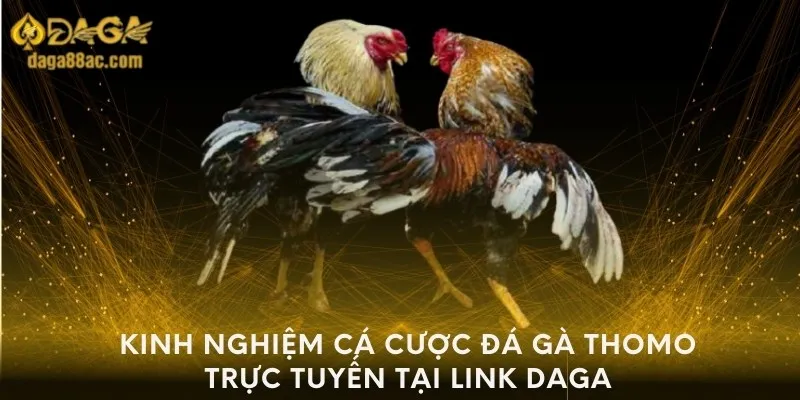 Kinh nghiệm cá cược đá gà thomo trực tuyến tại Link daga