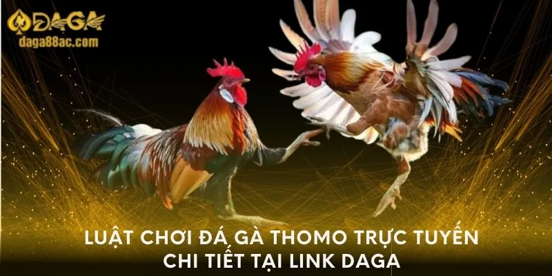 Luật chơi đá gà thomo trực tuyến chi tiết tại Link daga