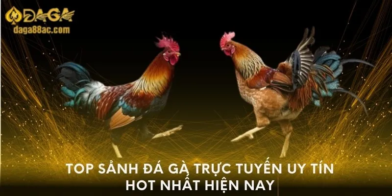 Top sảnh đá gà trực tuyến uy tín hot nhất hiện nay